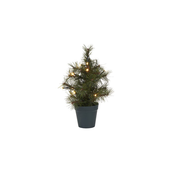 Jólatré Pinus 30 cm